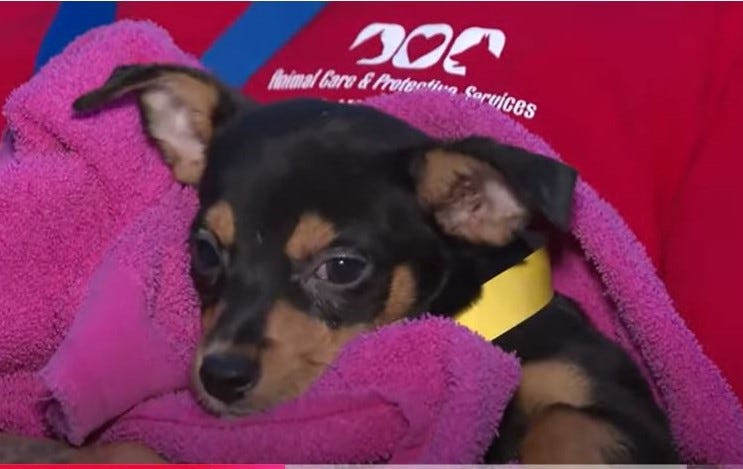 Chihuahuas removed from Jacksonville home by Animal Care staff